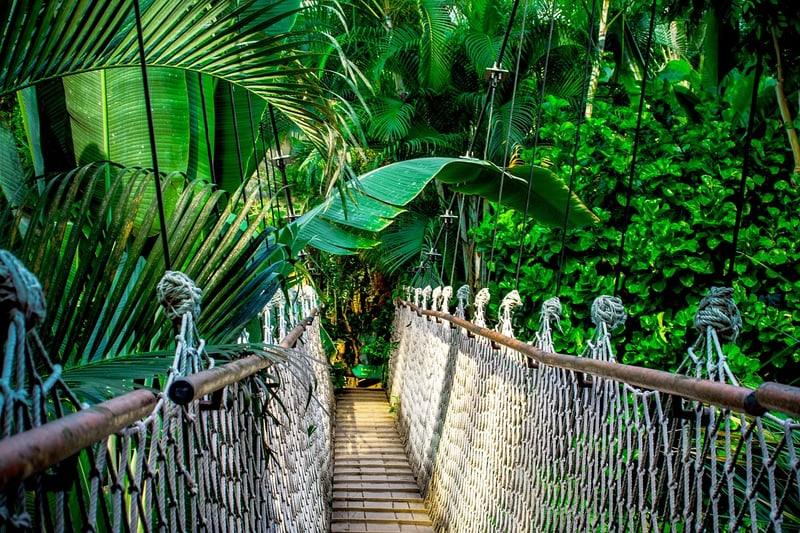 Treehouse Lodge, Peru